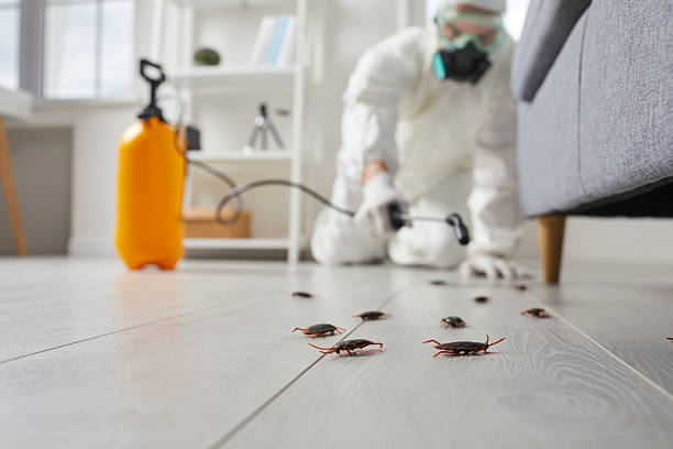 Affordable Termite Control solutions in Sullivan, IL